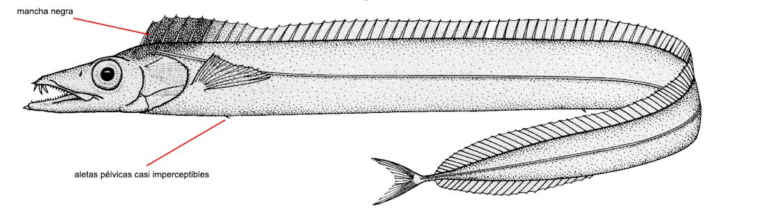 Lepidopus caudatus_01.jpg